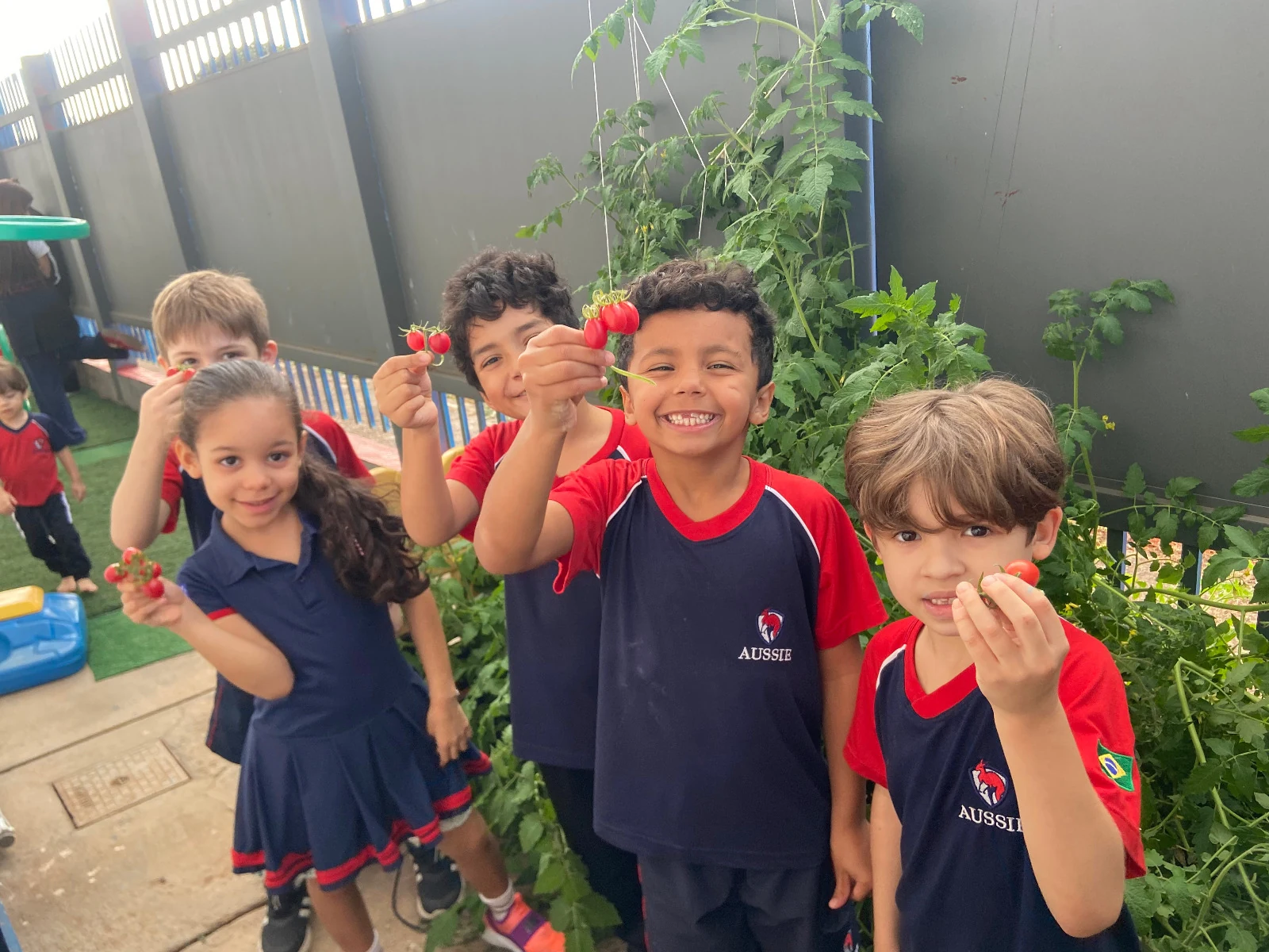 Crianças da Aussie Education colhendo tomates na horta da escola.